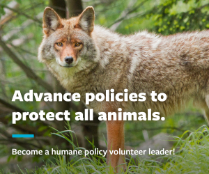 become a humane policy volunteer leader