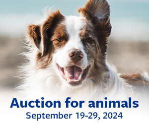 auction for animals