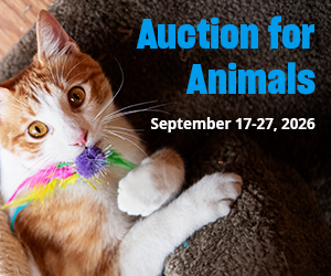 auction for animals