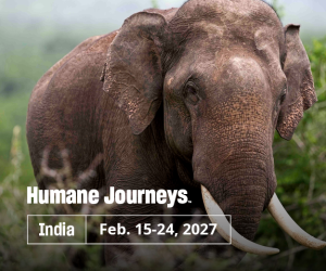 Humane Journeys India