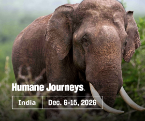 Humane Journeys India