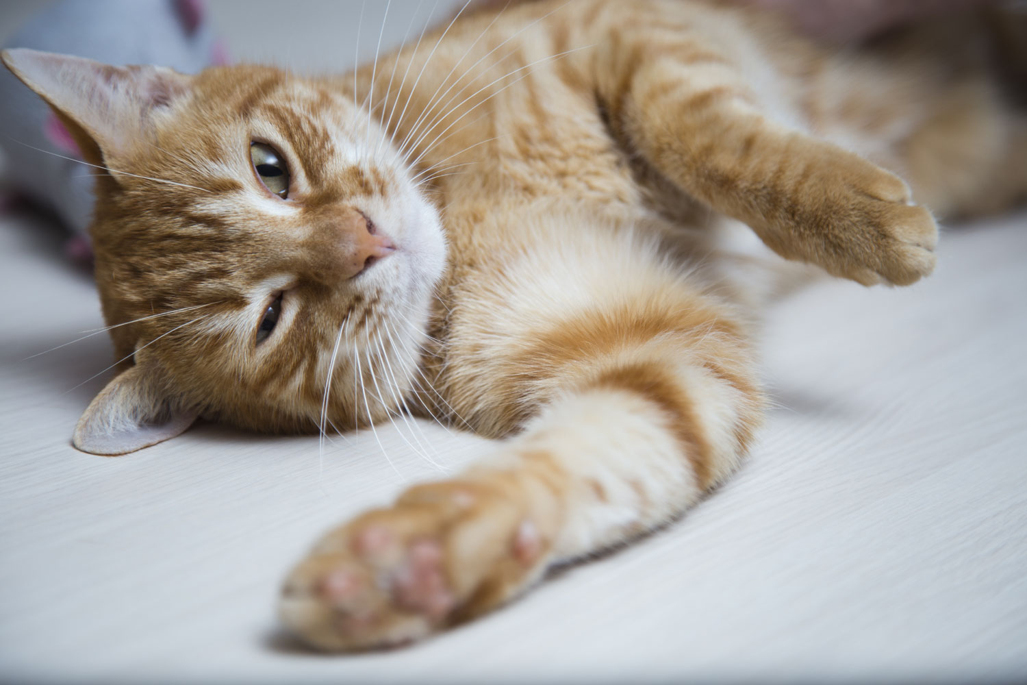 End cat declawing | HumanePro by The Humane Society of the United States