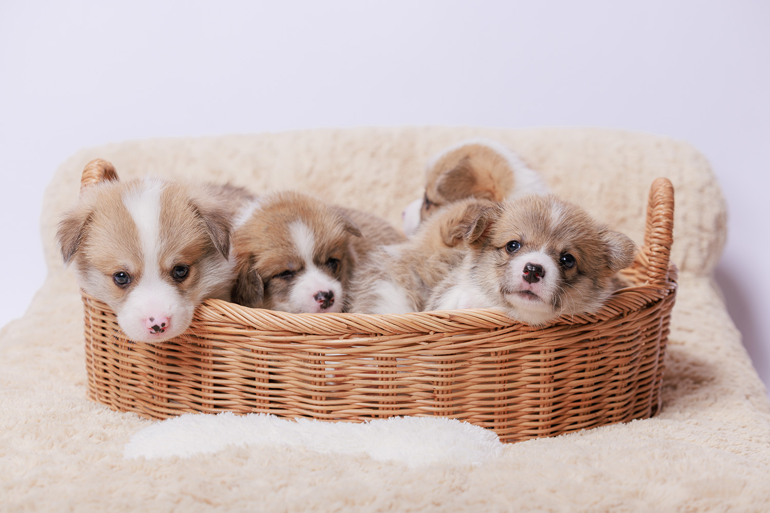 Fact Sheet: How To Determine A Puppy's Sex | HumanePro By The Humane ...