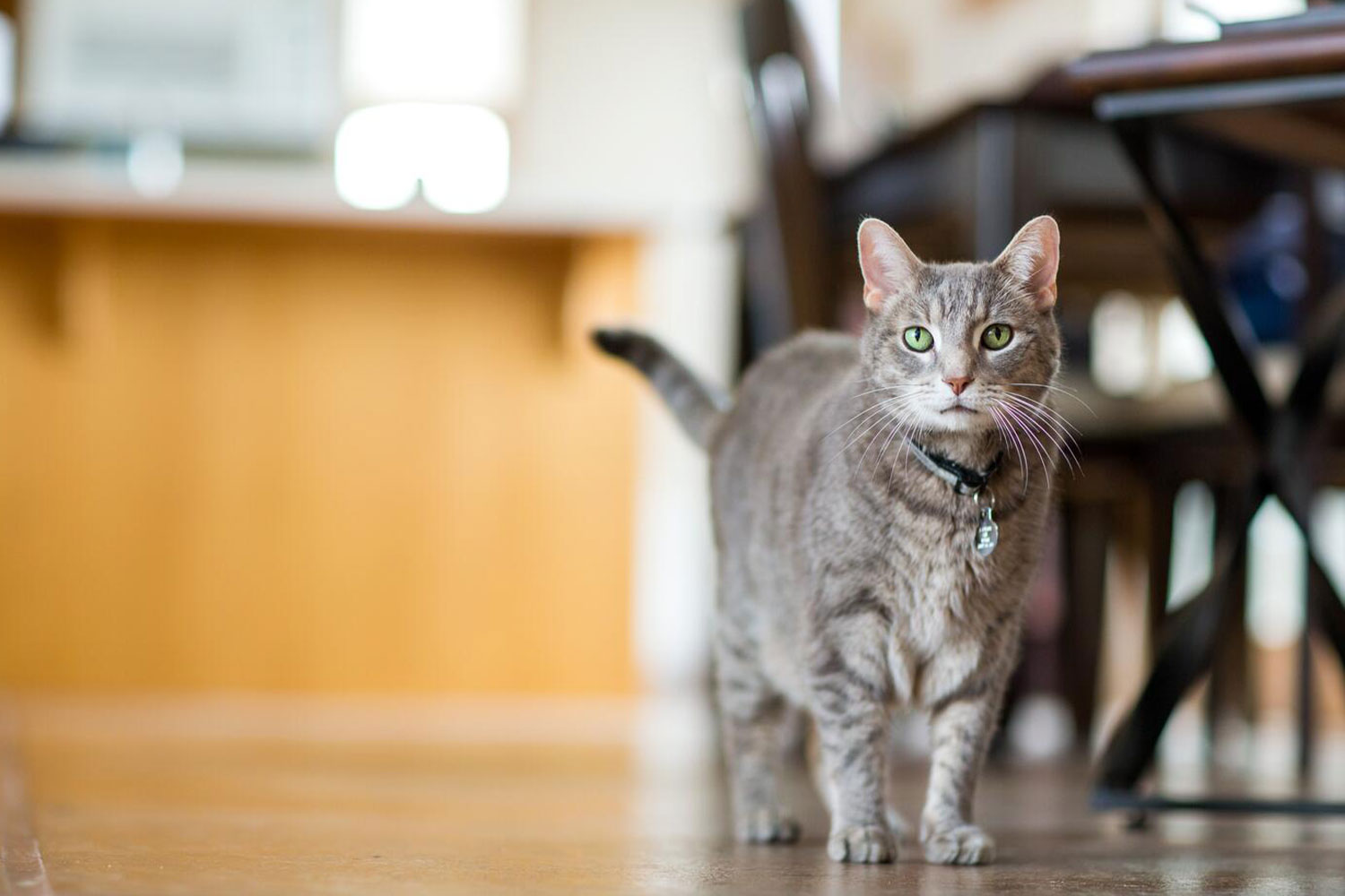 a cat standing in front of a table