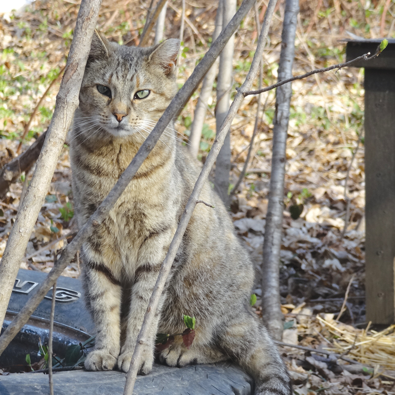 a cat peering out between tress