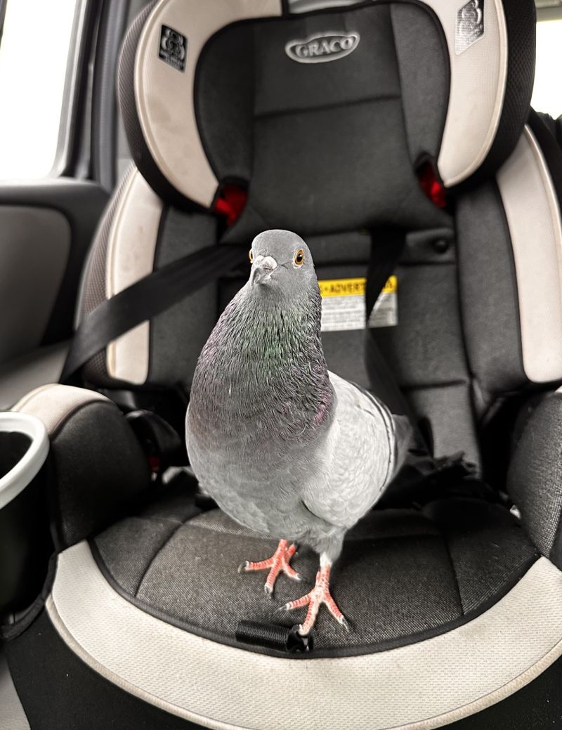 a pigeon standing on a child's car seat