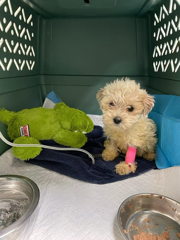 a small pup with a bandaged leg in a crate