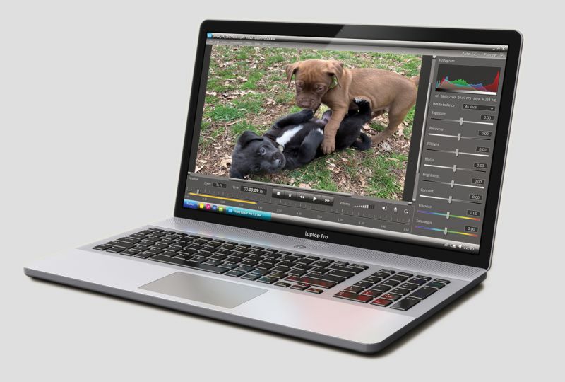 video of puppies on a laptop screen