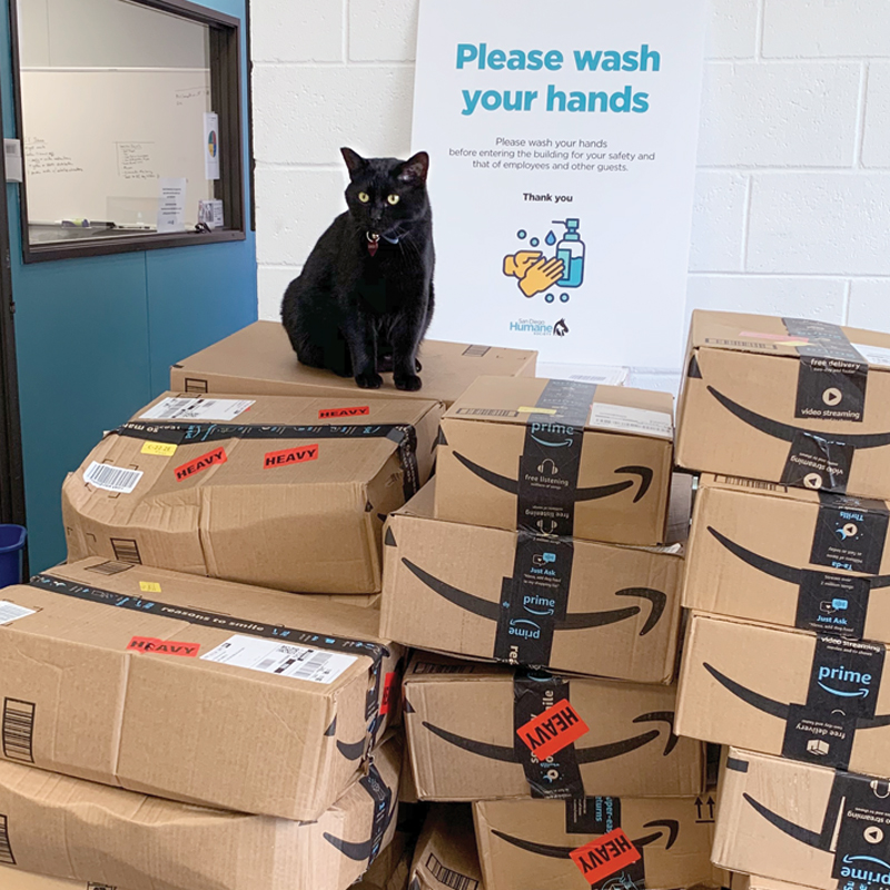 a cat standing atop a huge pile of boxes