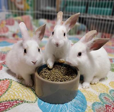 Baby bunnies surrounding a food dish.