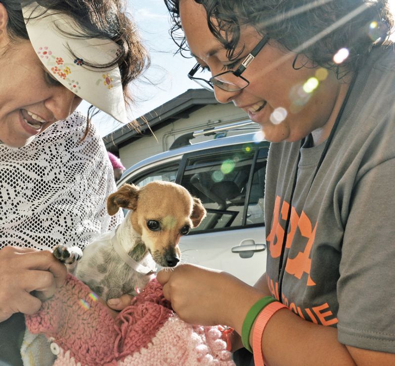 a woman examines a small dog held by its owner