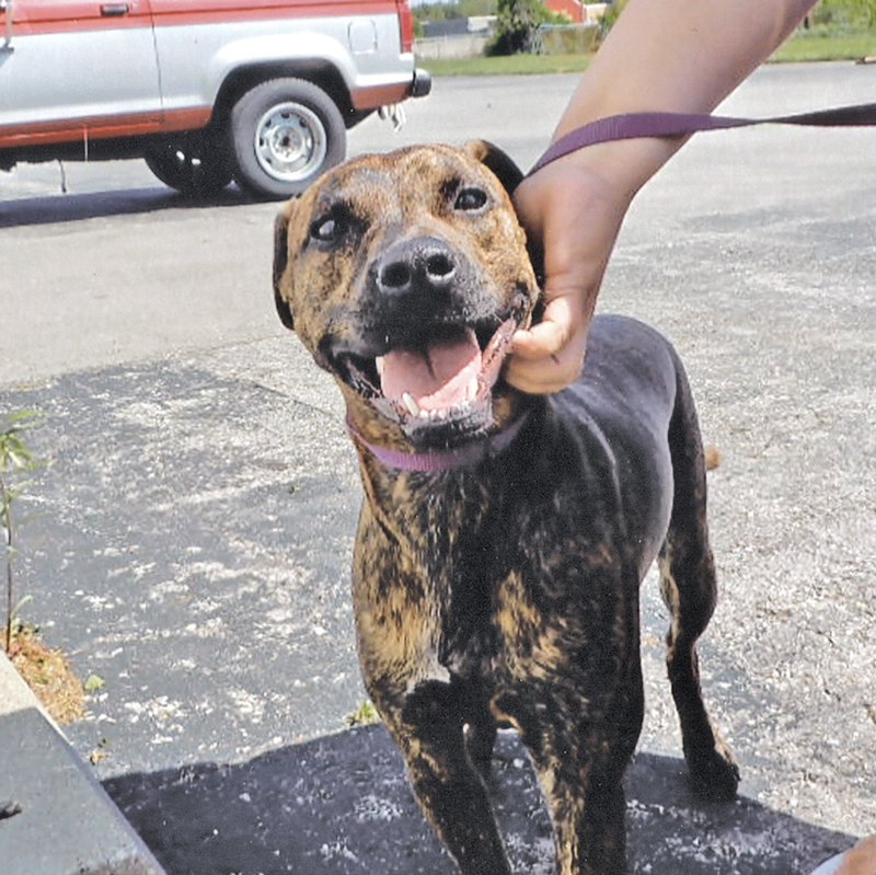 Pit bulls are still banned in towns around Kansas City. These dog lovers  are fighting for a repeal