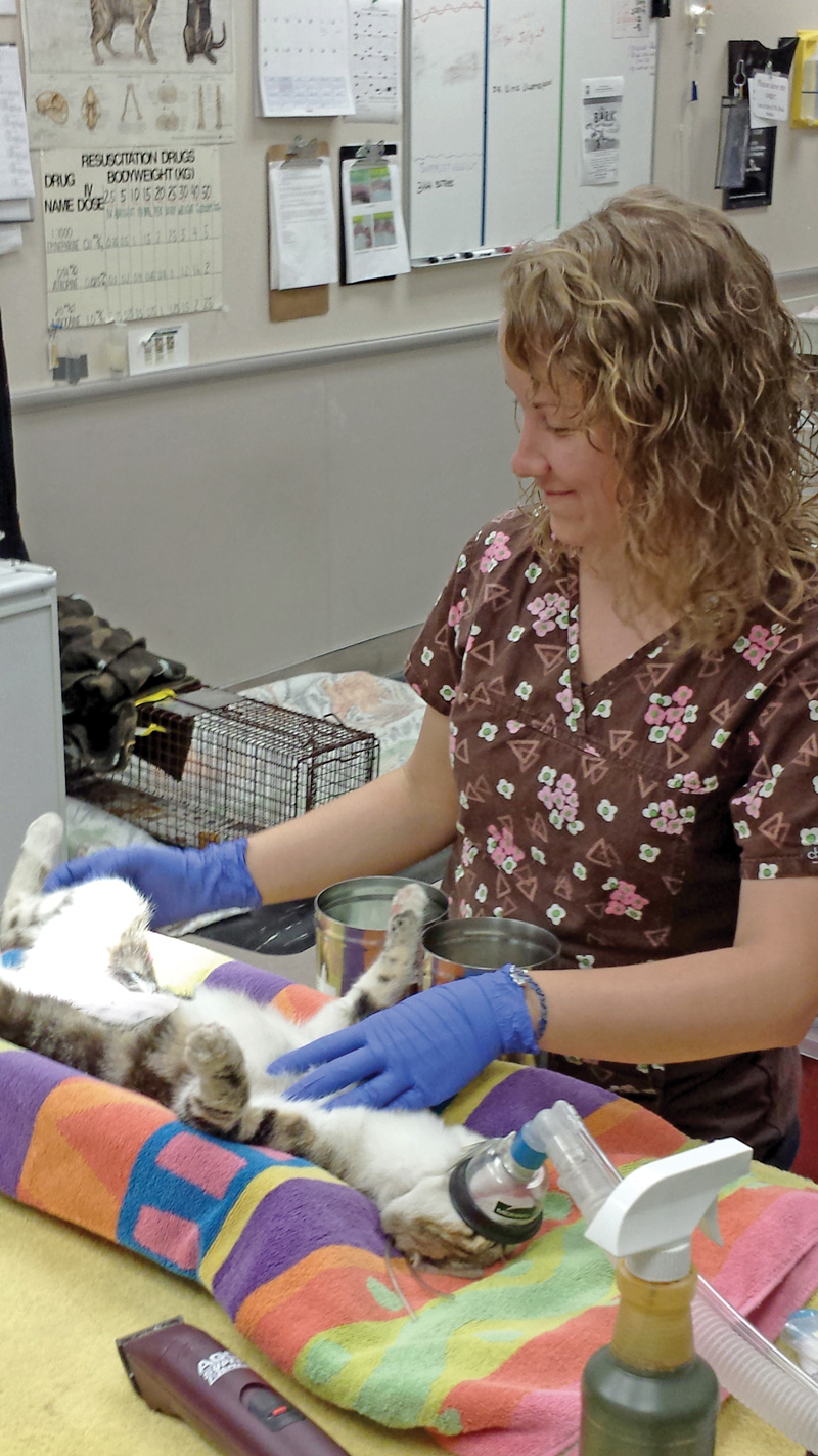 a woman attends a cat recovering from surgery