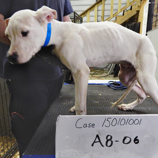 an emaciated dog stands behind a sign identifying the cruelty case number