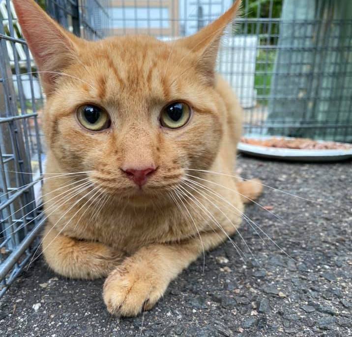 a tabby cat lays inside a cat trap