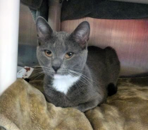 a gray and white cat lying on a brown blanket