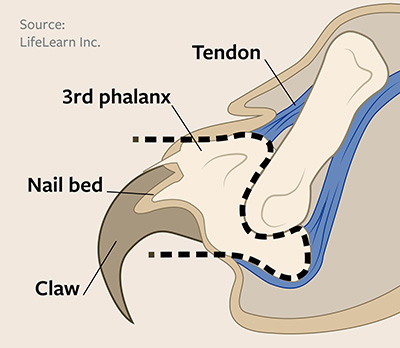 Graphic showing cross section of cats toe where declaw incision takes place.