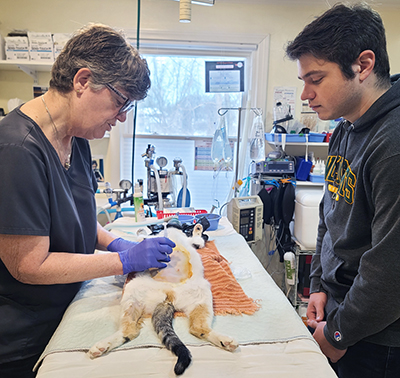 Vet trains a student on a cat.