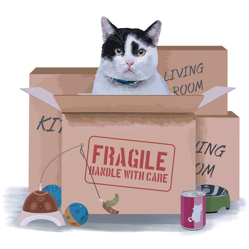 illustration of a cat in a moving box