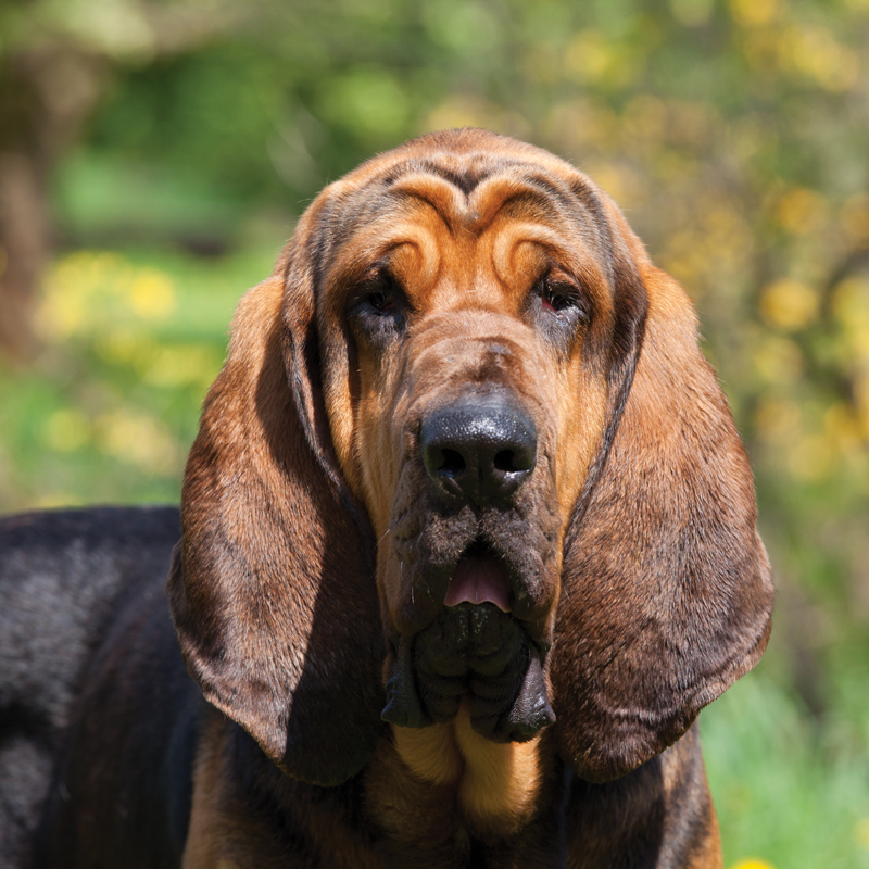 a bloodhound type dog