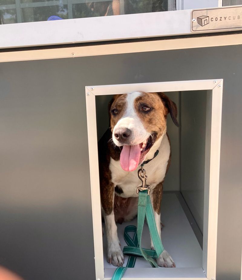 a dog peers out of an outdoor kennel