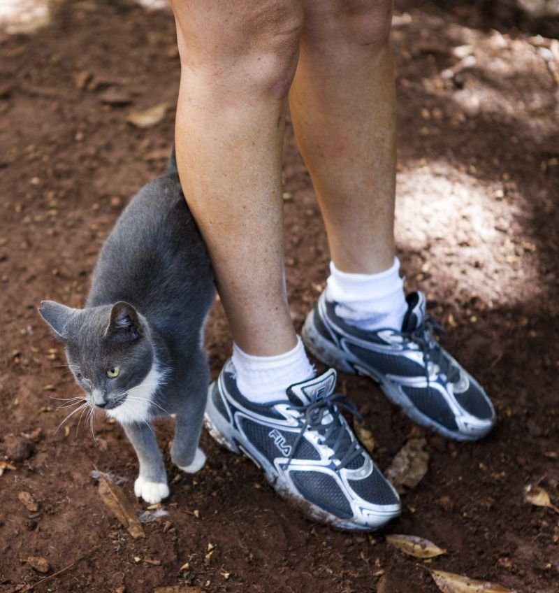 Photo of a cat rubbing on someone's legs.