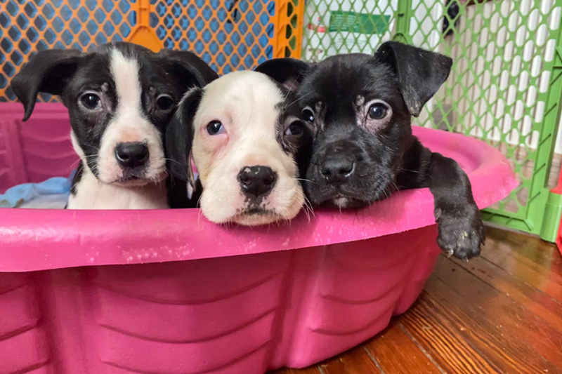 three black and white puppies in a pink tub