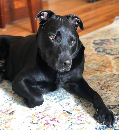 Cash the dog laying on the floor.