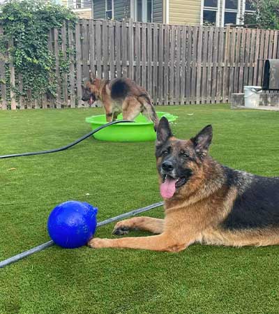 Video shows excited German shepherd jump into box of pet toys to pick one  out - ABC7 Los Angeles