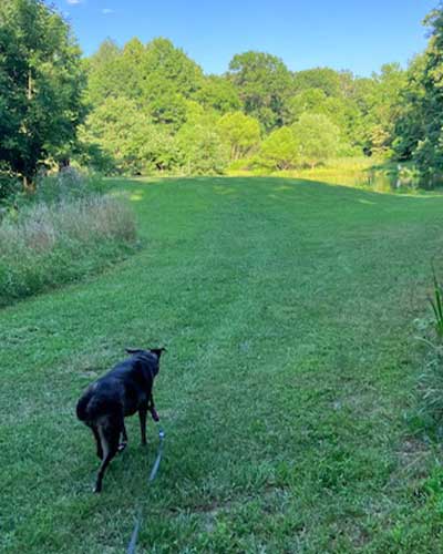 A black dog explores a trail at a 30-acre Sniffspot property
