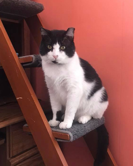 Archie the cat sitting on some indoor steps.