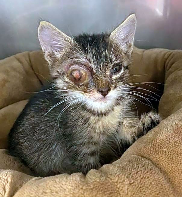 a kitten with a badly swollen eye