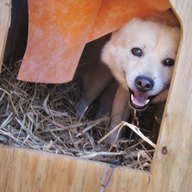 a dog peering out of a dog house