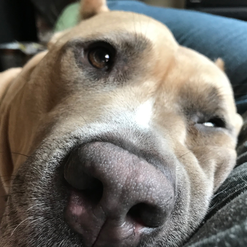 close up of a relaxed pit bull type dog