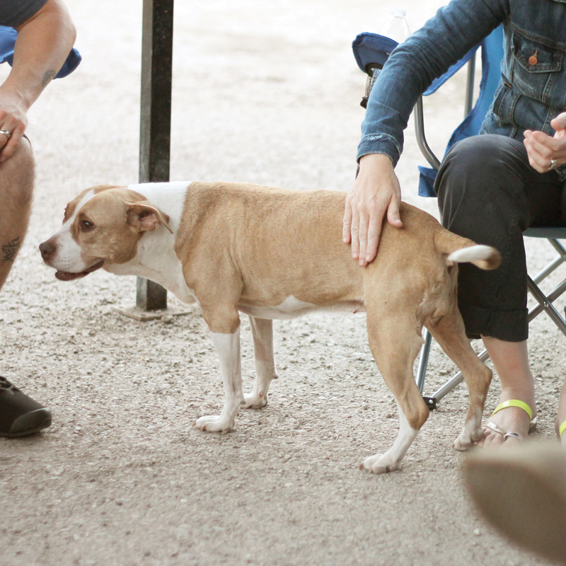 a dog being pet on its hindquarters