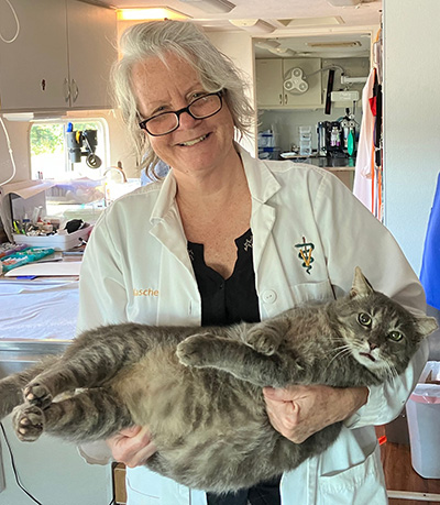 a veterinarian holds a large cat
