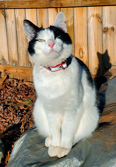 a cat wearing a red reflective collar