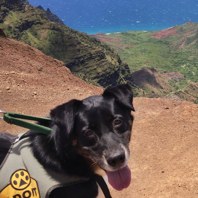 a dog atop a mountain overlooking a valley leading to the sea