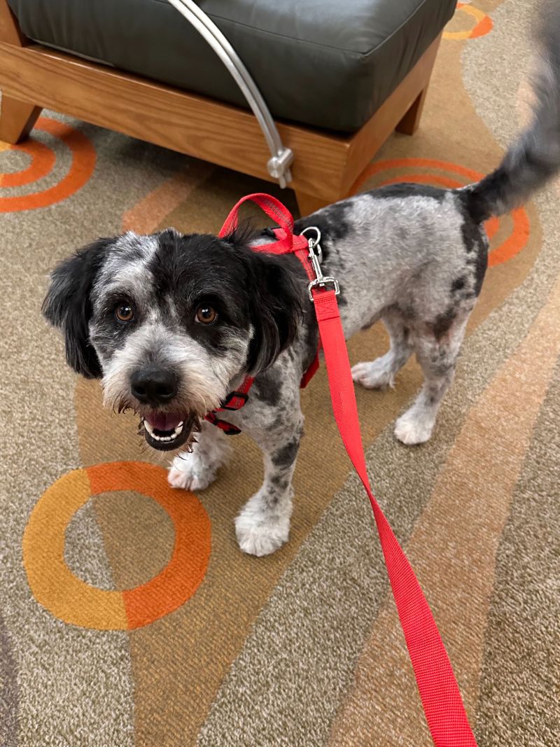 a small dog on a red leash