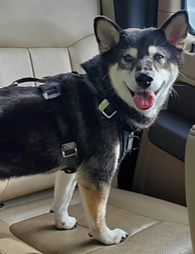 A shiba inu dog standing in the back seat of a vehicle.