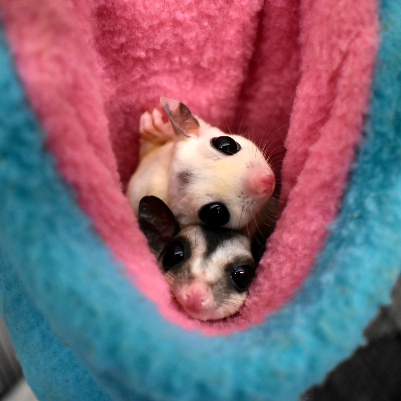 a pair of sugar gliders snuggling in a blanket