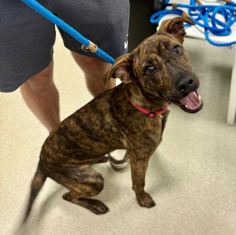 a brindle puppy on a leash
