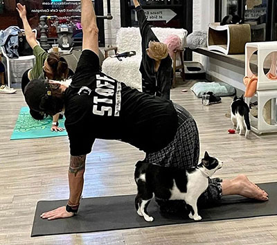 A yoga class inside a cat cafe.