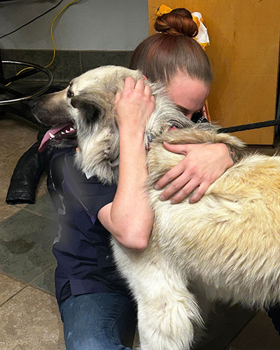 Lilo the dog reunited with her owner.