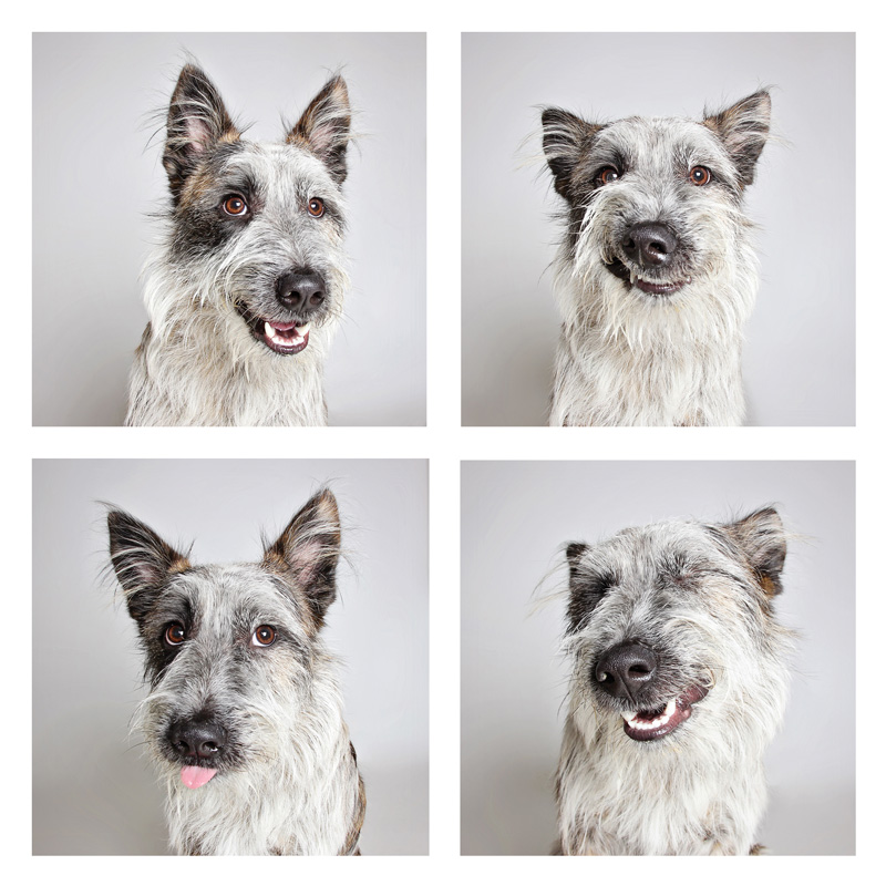 four photos of a dog making various expressions
