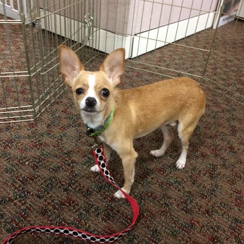 a small dog standing in front of a puppy gate