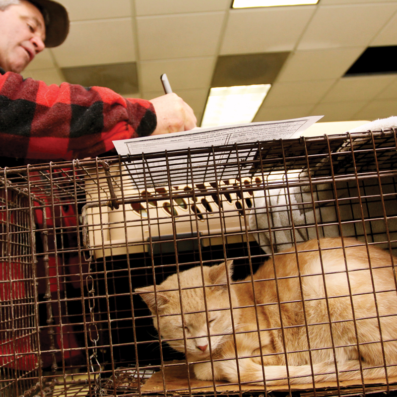 a tabby cat sleeping in a trap while a man fills out an intake form