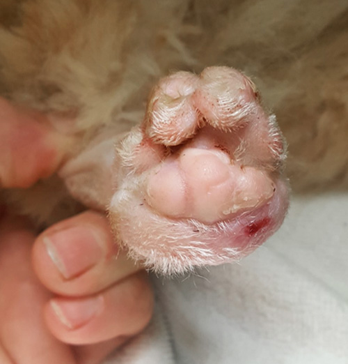 Banfield hot sale declaw cost