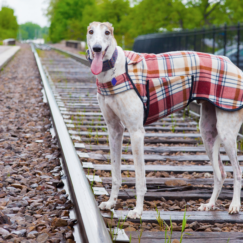 is greyhound dog racing cruel