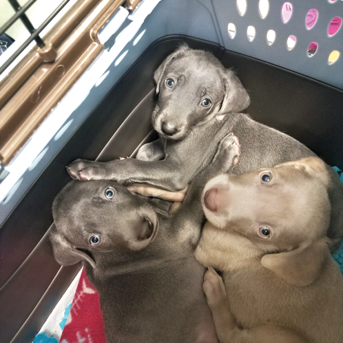 three puppies in a carrier